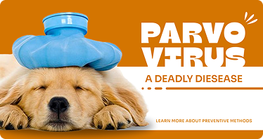 Top 10 Supplements Every Pet Owner Should Consider