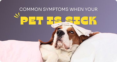 Understanding Common Pet Medications