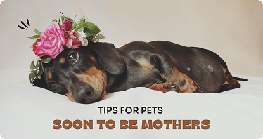 The Importance of Regular Health Check-ups for Pets