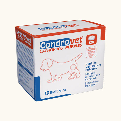 Vivaldis Condrovet Puppies